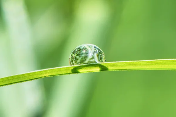 Drop Water Stalk Grass Closeup — Stock Photo, Image