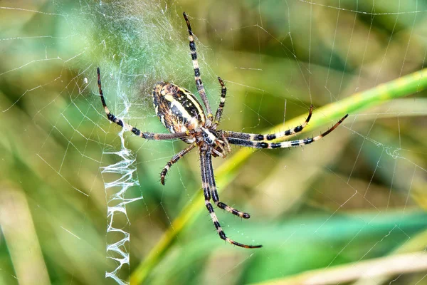 Argiope Hämähäkki Webissä Lähikuva — kuvapankkivalokuva