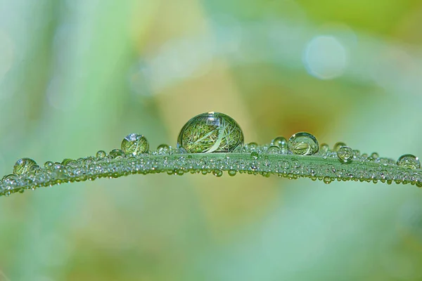 Dew Drops Blade Grass Closeup — Stock Photo, Image