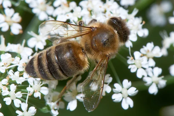 Bir Arı Çiçeğin Yakınından Nektar Toplar — Stok fotoğraf