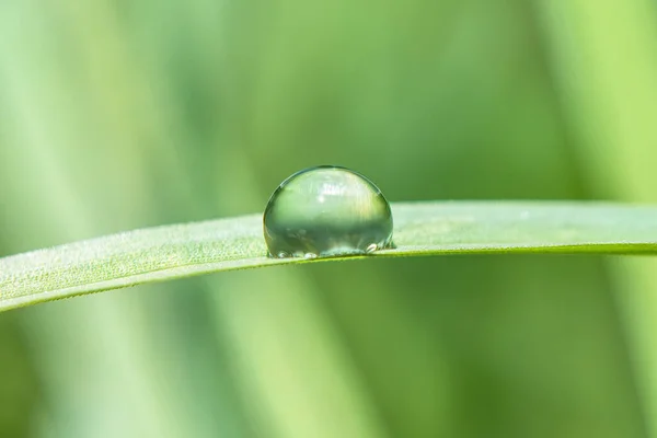 Waterdruppel Een Grasstengel Close — Stockfoto