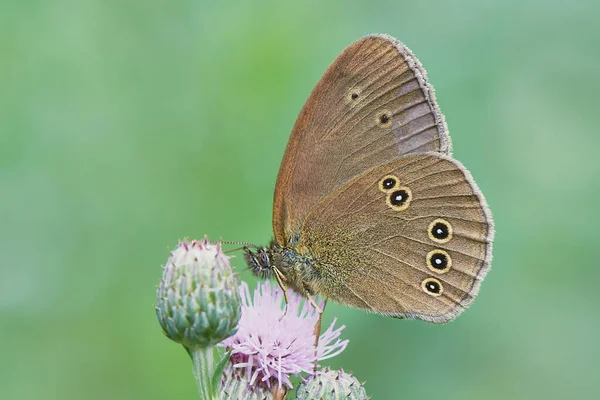 Πεταλούδα Συλλέγει Νέκταρ Στο Λουλούδι Γαϊδουράγκαθο Closeup — Φωτογραφία Αρχείου