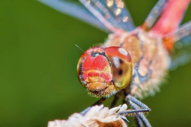 Kızıl yusufçuk kafası yakın plan.
