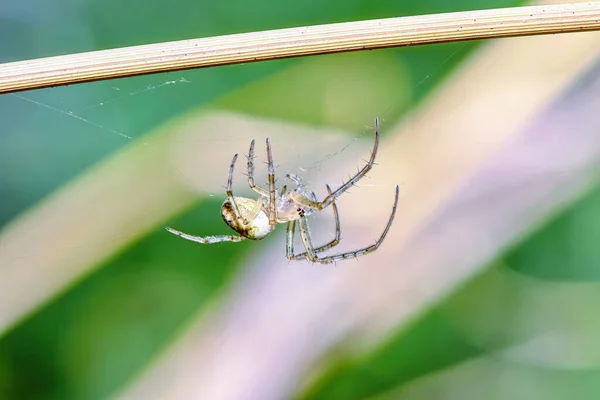 거미줄을 클로즈업 — 스톡 사진