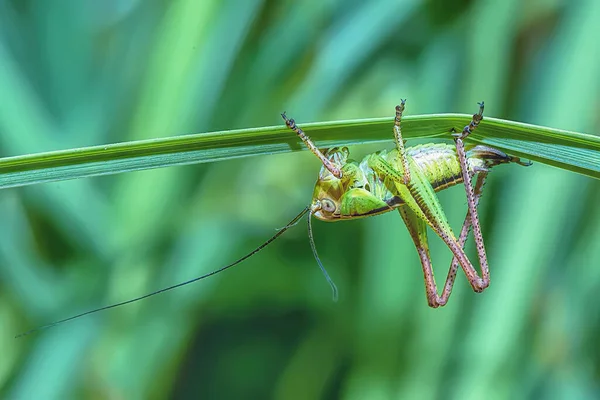 Young Grasshopper Grass Stalk Closeup — Stock Photo, Image