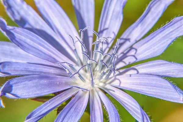 Stamens Blue Cikory Flower Closeup — Stock fotografie