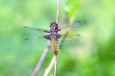 Büyük kırmızı yusufçuk çimenlerin üzerinde.