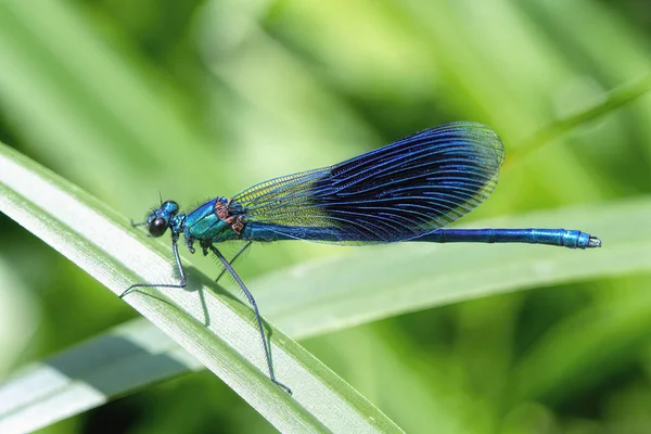 在草叶特写上的蓝色蜻蜓 — 图库照片