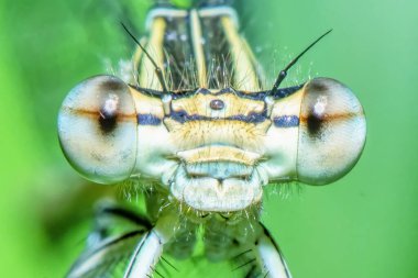 Yeşil yusufçuk kafası yakın plan.