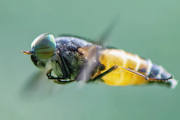Ένα Έντομο Που Πετάει Από Κοντά — Φωτογραφία Αρχείου