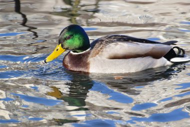 Bir yaban arısı, yakın bir gölün sularında yüzer..