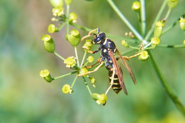 Galyalı eşekarısı çiçeklerin nektarını yakından topluyor.