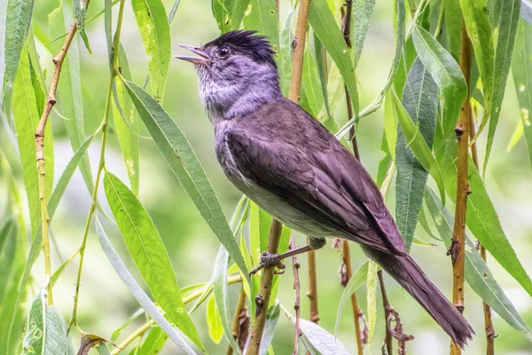A bird Blackcap on a willow branch sings closeup.