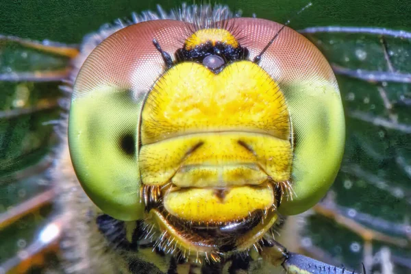 Yellow Dragonfly Head Close — Stock Photo, Image