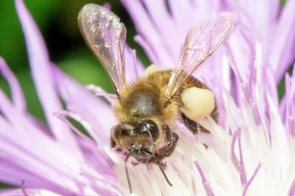 蜜蜂从花朵特写处采集花蜜 — 图库照片