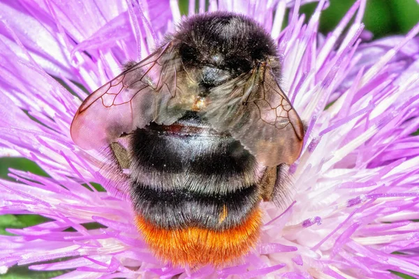 一只大黄蜂从花朵特写处采集花蜜 — 图库照片