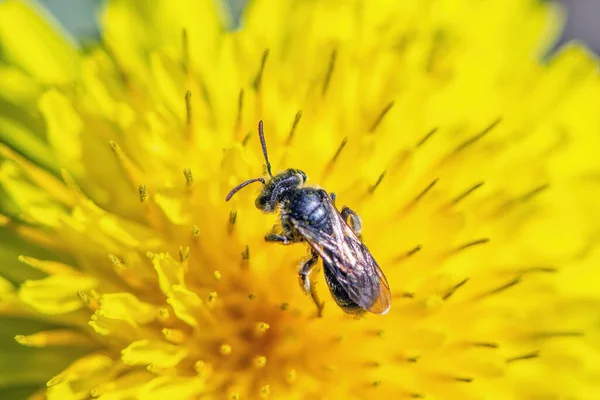 一种微小的昆虫从一朵黄色的花中采集花蜜 — 图库照片
