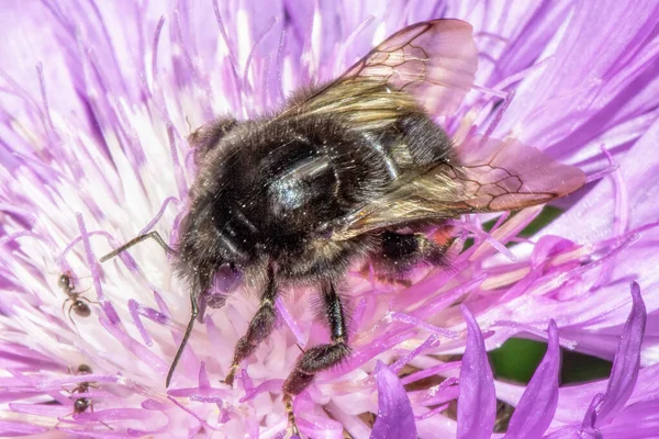 一只大黄蜂从花朵特写处采集花蜜 — 图库照片