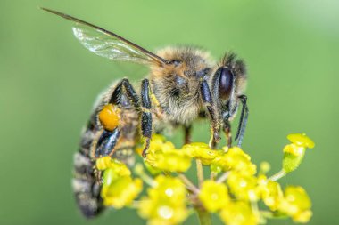 Bir arı, çiçeğin yakınından nektar toplar..
