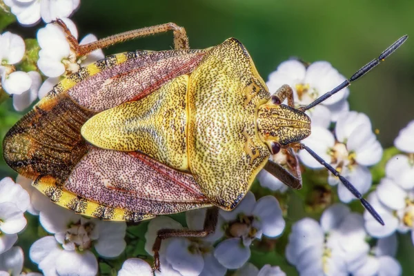 Käfer Auf Weißen Blüten Aus Nächster Nähe — Stockfoto
