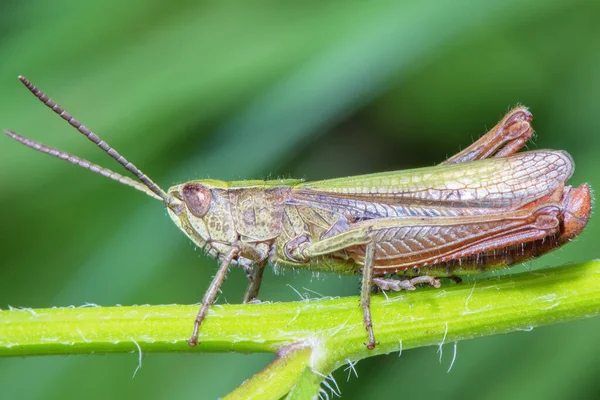 Large Grasshopper Grass Stalk Close — Stock Photo, Image