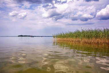 Yaz manzarası - güneşli bir günde göl, sığ sularda sazlıklar yetişir.