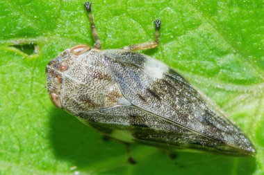Çimenlerin üzerinde bir böcek. Yaklaş..