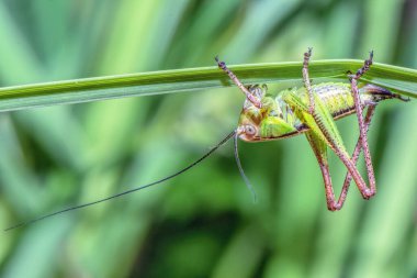 Genç bir çekirgenin çimen sapına tırmanması..