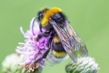 Bir yaban arısı bir çiçekten nektar toplar..