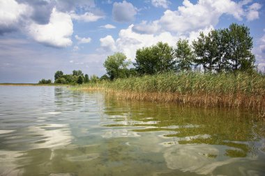 Yaz manzarası - güneşli bir günde göl, sığ sularda sazlıklar yetişir.