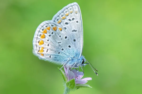Μια Πεταλούδα Συλλέγει Νέκταρ Από Ένα Κοντινό Λουλούδι Γαϊδουράγκαθο — Φωτογραφία Αρχείου