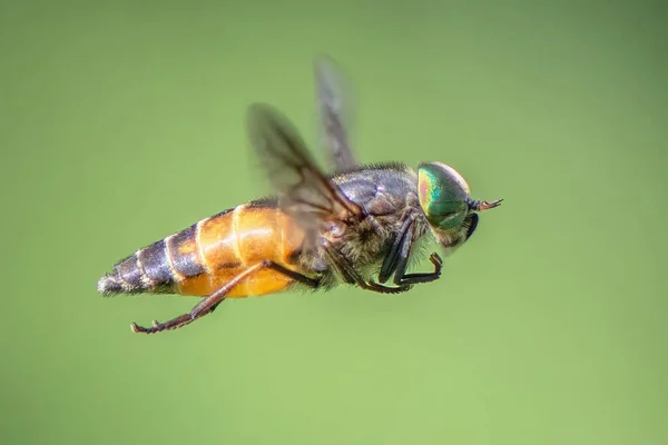 Bir Böcek Uçuyor Yakından — Stok fotoğraf