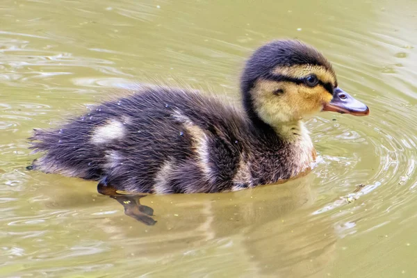 Small Duckling Wild Duck Swims Pond — Stock Photo, Image