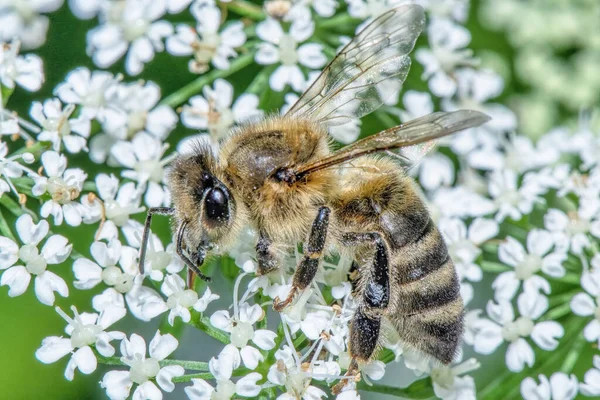 蜜蜂从花朵特写处采集花蜜 — 图库照片