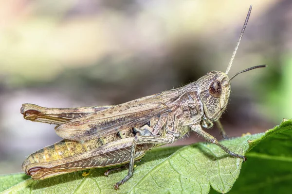 Large Grasshopper Leaf Meadow Close — Stock Photo, Image