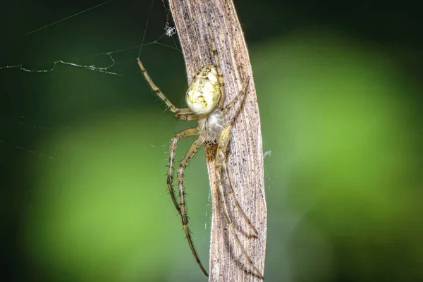 Nahaufnahme Einer Spinne Die Einem Grashalm Entlang Läuft — Stockfoto