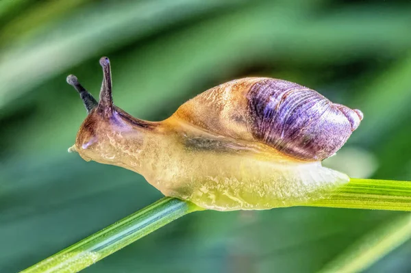 Small Young Slug Crawls Blade Grass Close — Stock Photo, Image