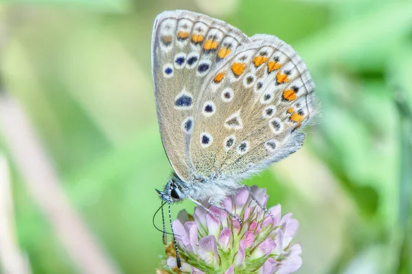 Πεταλούδα Συλλέγει Νέκταρ Λουλούδι Closeup — Φωτογραφία Αρχείου