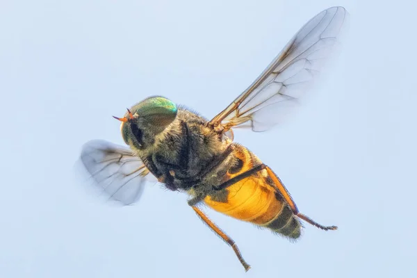 Bir Böcek Uçuyor Yakından — Stok fotoğraf