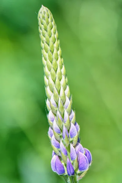 Lupine Virág Bimbó Közelről — Stock Fotó
