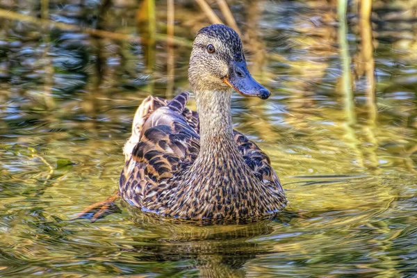 Wild Adult Duck Swims Lake Shallow Water Close — Stock Photo, Image