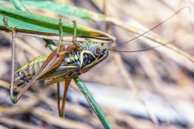 Çimenlerin üzerinde büyük bir çekirge. Yaklaş..