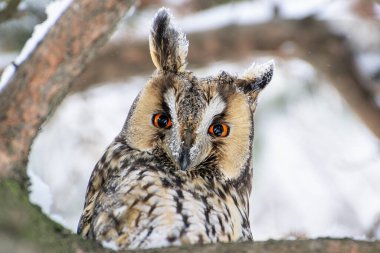 Soğuk bir kış sabahı, bir ağaçta baykuş. Yaklaş..