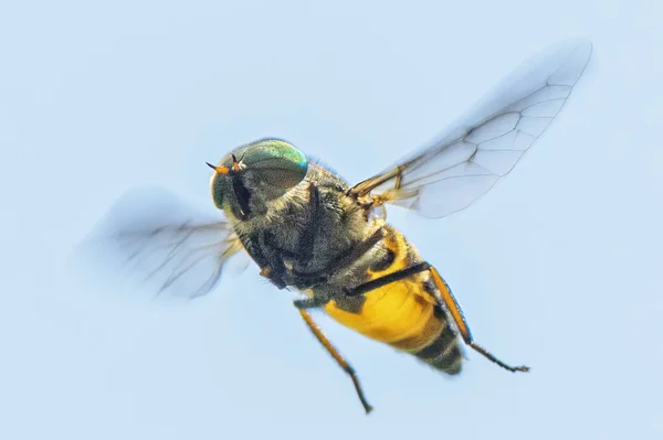 Hmyz Letící Zblízka — Stock fotografie