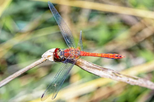 Big Red Dragonfly Blade Grass Close — Stock Photo, Image