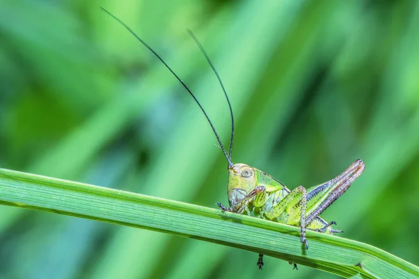 Young Grasshopper Grass Stalk Closeup — Stock Photo, Image