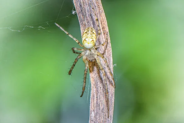 蜘蛛在草茎上奔跑时的遮掩 — 图库照片