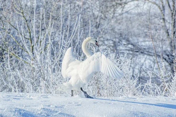 Vit Svan Snön Frostig Vintermorgon — Stockfoto