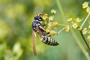 Galyalı eşekarısı çiçeklerin nektarını yakından topluyor.