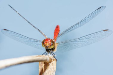 Büyük kırmızı yusufçuk çimlerin üzerinde.